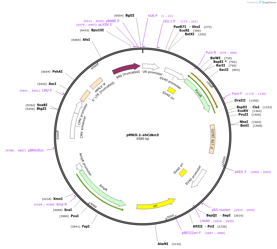 160955-plasmid-map-sequence-id-319410