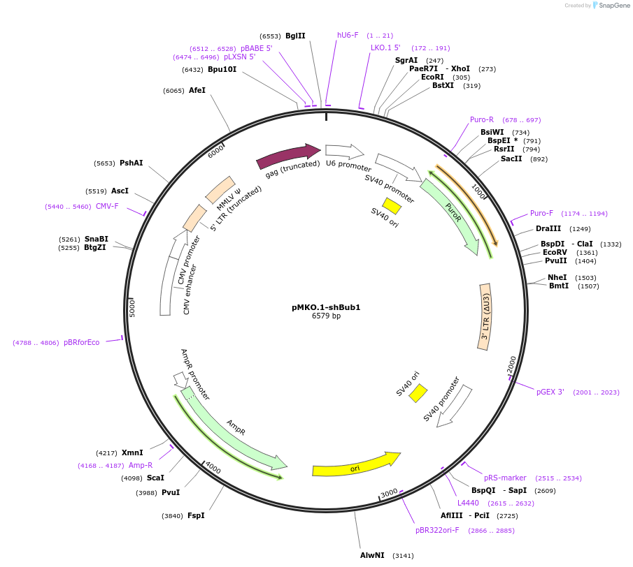160948-plasmid-map-sequence-id-319411