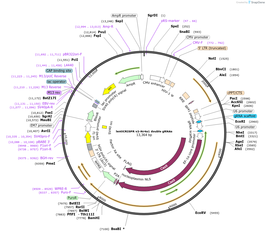 162791-plasmid-map-sequence-id-319420