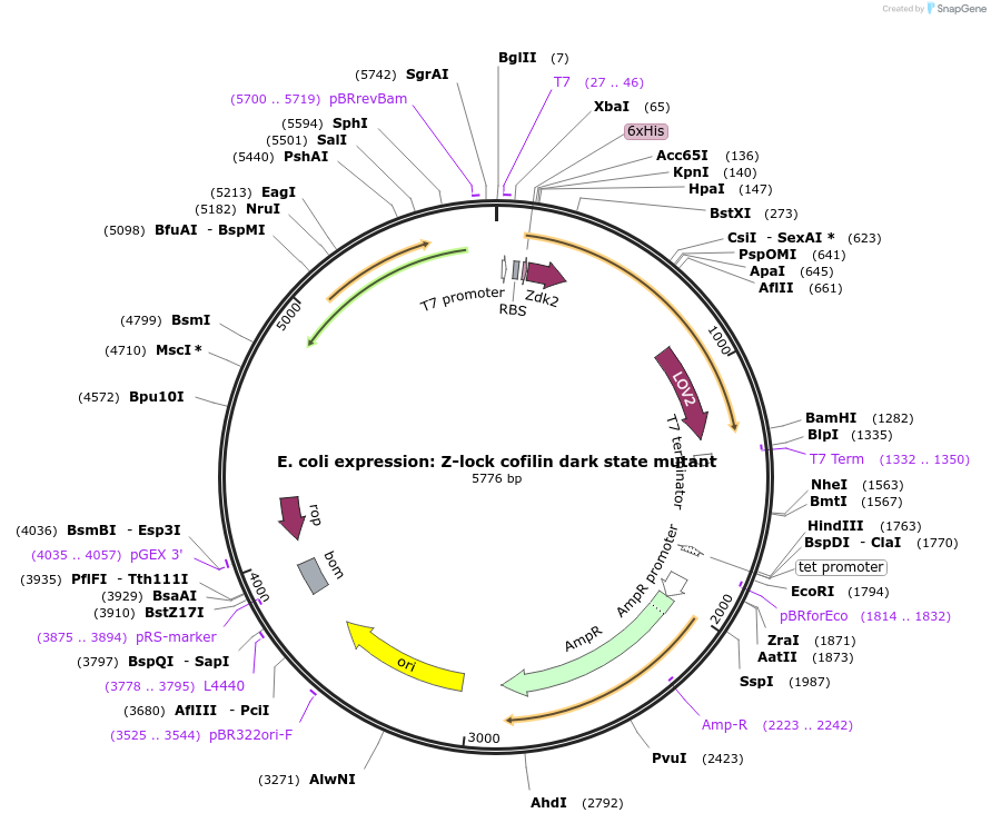 141135-plasmid-map-sequence-id-319421