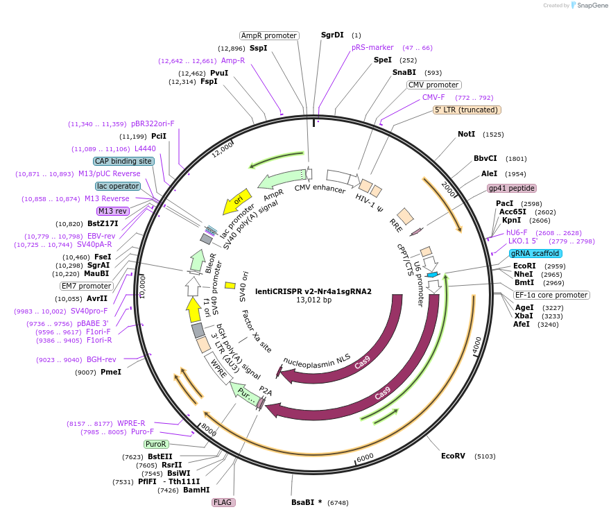 160946-plasmid-map-sequence-id-319422