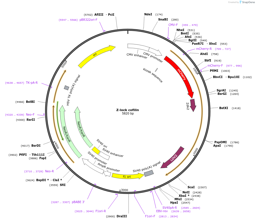 141137-plasmid-map-sequence-id-319426
