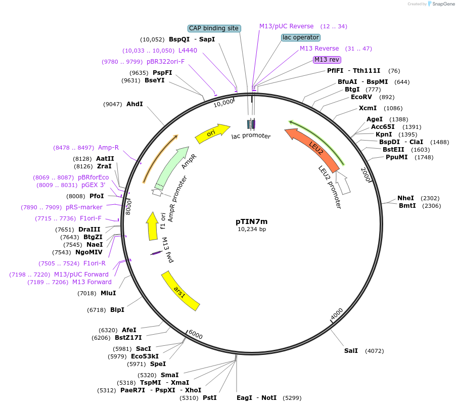 162886-plasmid-map-sequence-id-319460