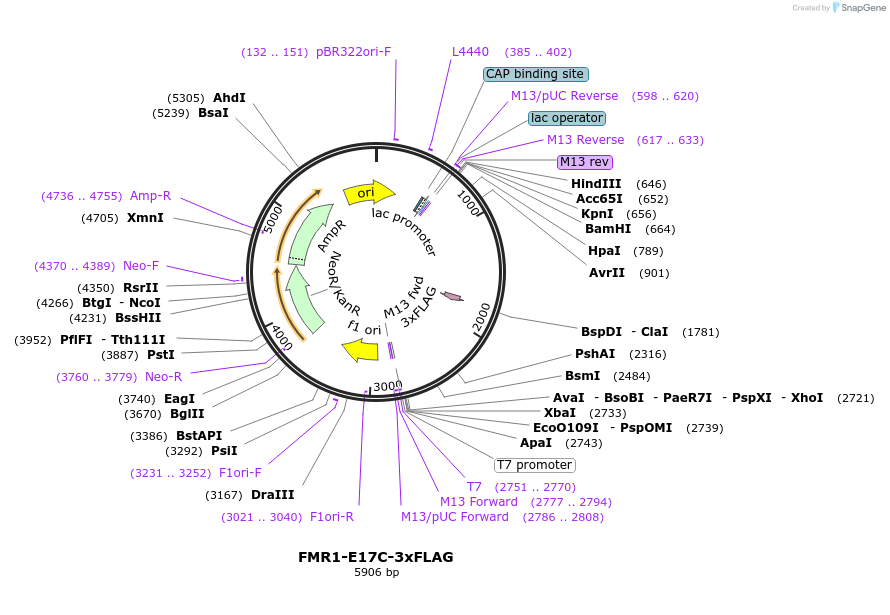 157784-plasmid-map-sequence-id-319466