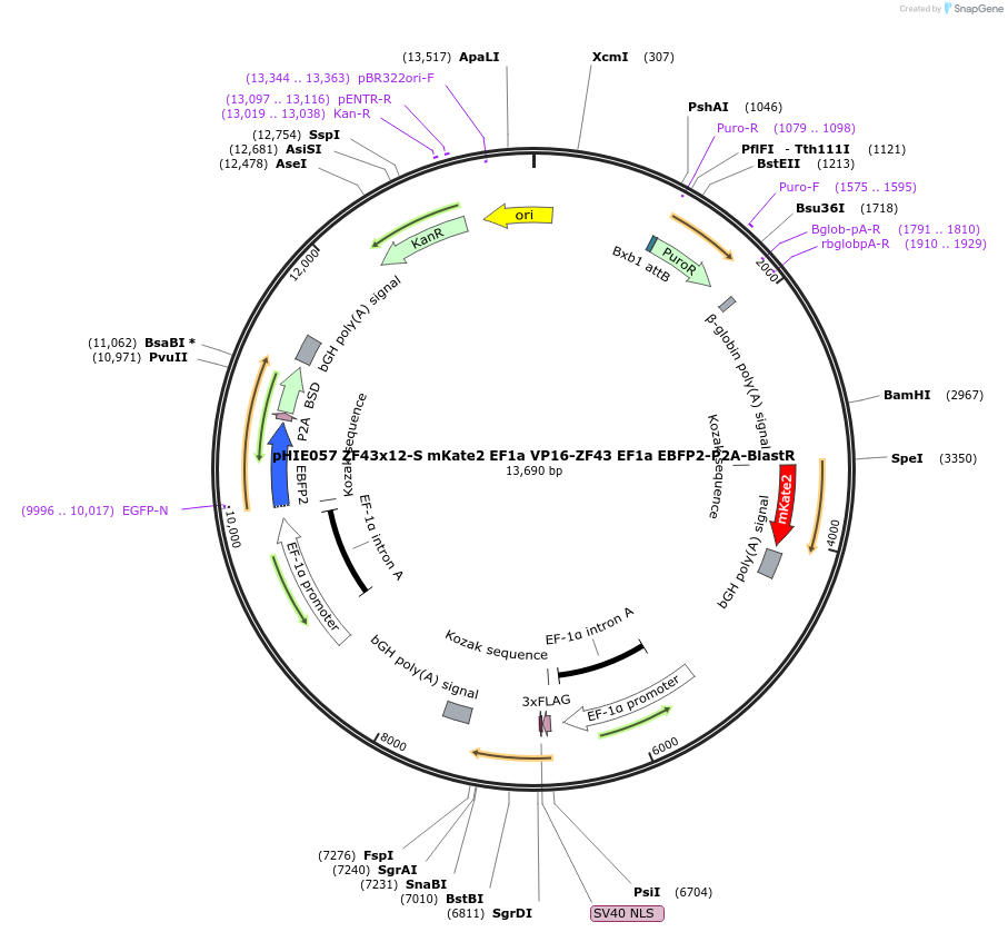 138738-plasmid-map-sequence-id-319469
