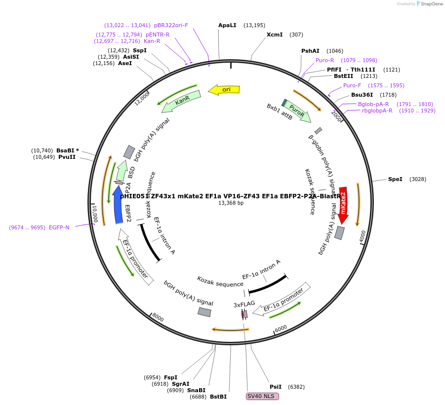 138732-plasmid-map-sequence-id-319492