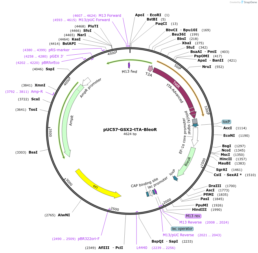 161748-plasmid-map-sequence-id-319498
