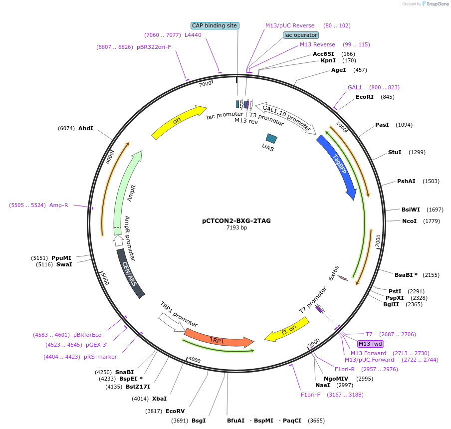 158138-plasmid-map-sequence-id-319554