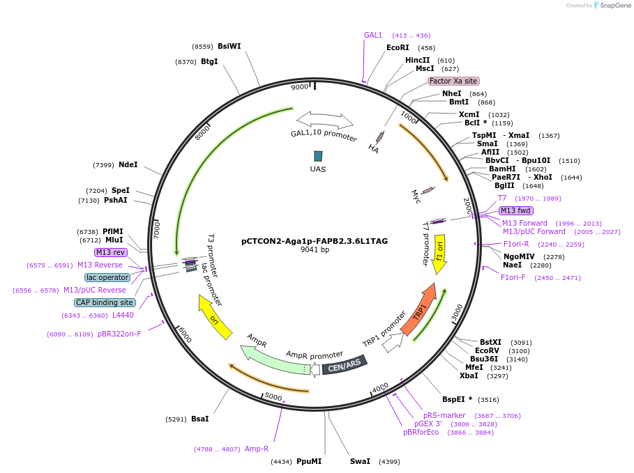 158143-plasmid-map-sequence-id-319556
