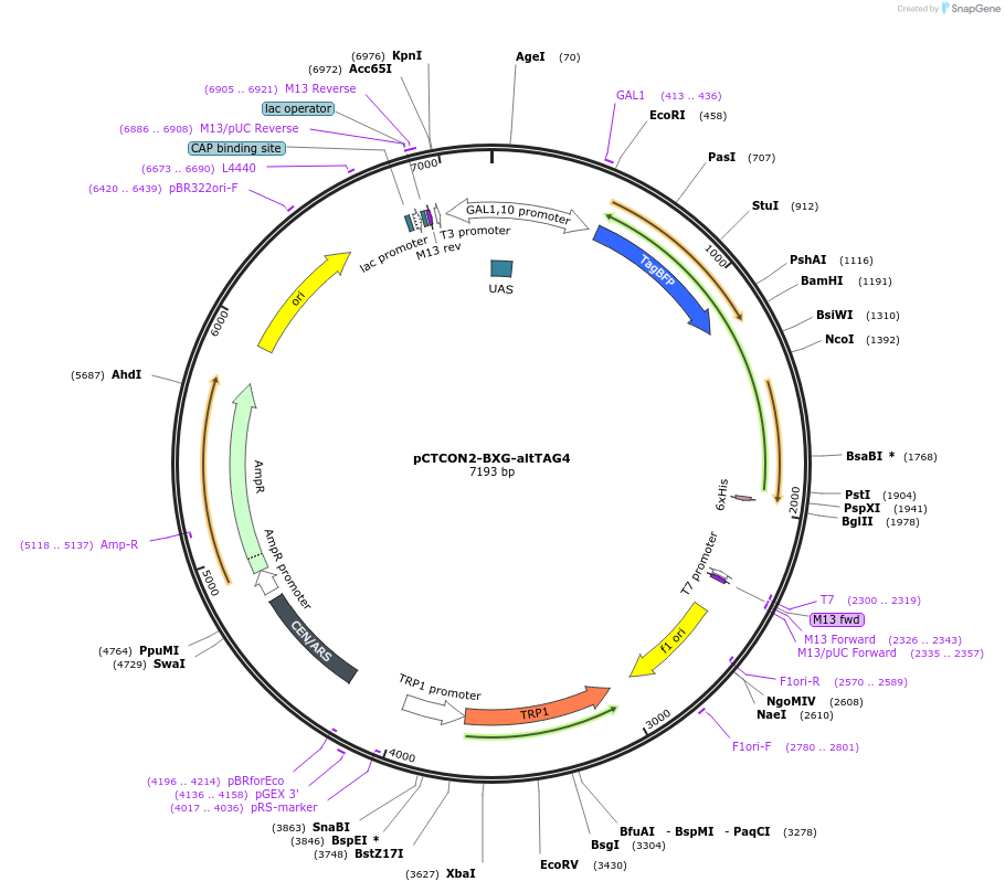 158137-plasmid-map-sequence-id-319559