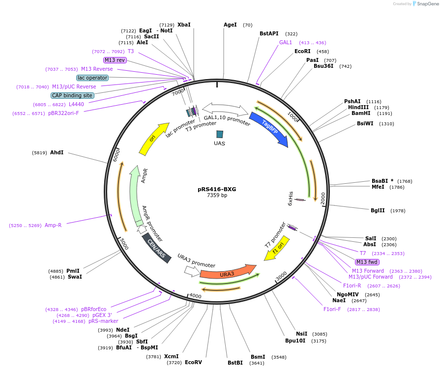 158145-plasmid-map-sequence-id-319563