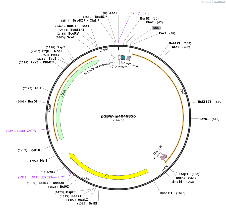 145698-plasmid-map-sequence-id-319576