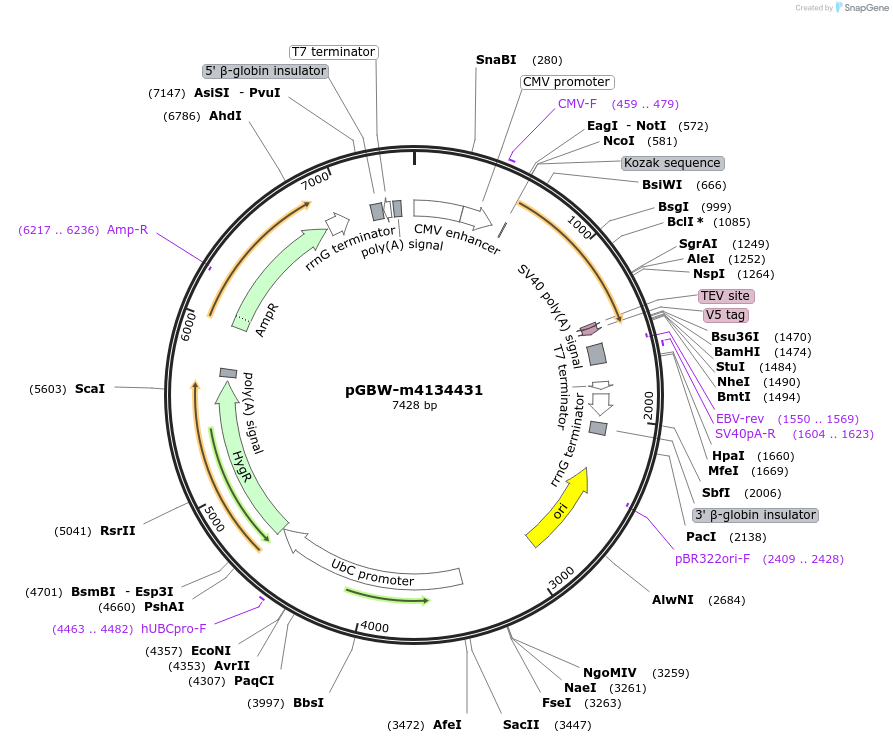152738-plasmid-map-sequence-id-319578