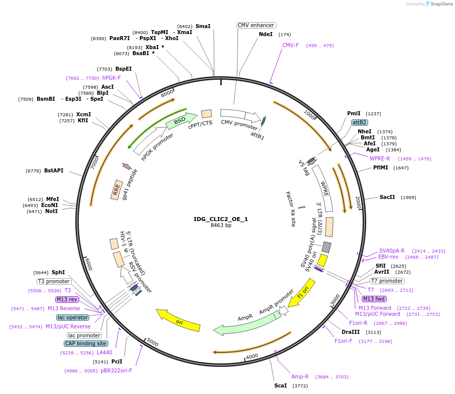 161642-plasmid-map-sequence-id-319579