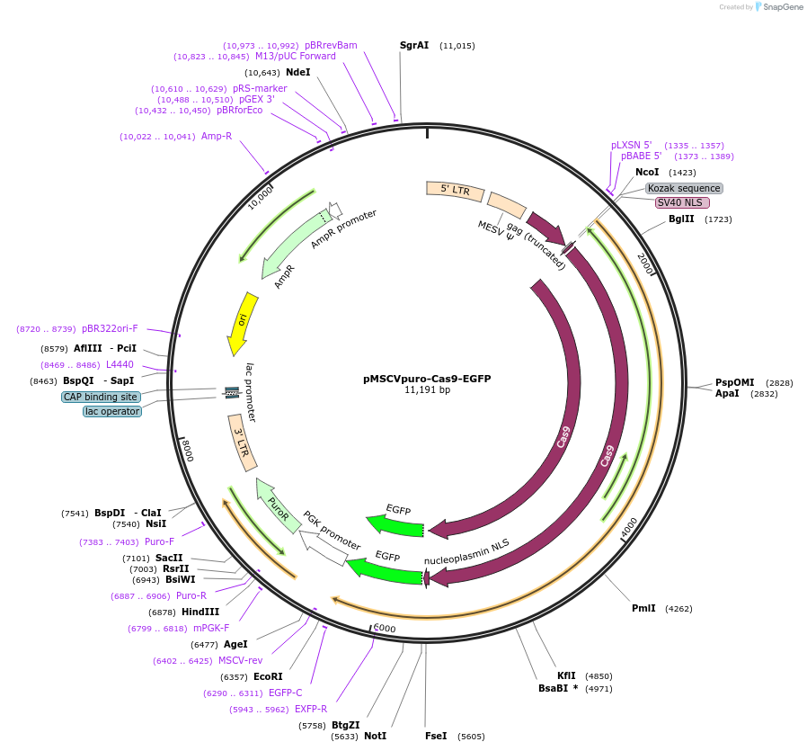 159126-plasmid-map-sequence-id-319583