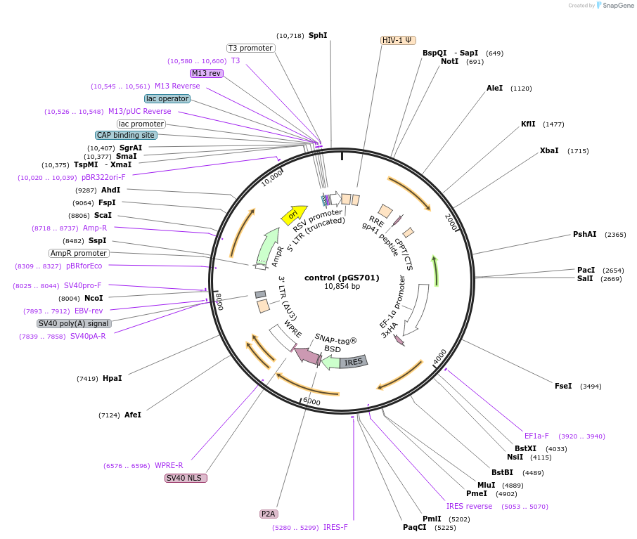 160037-plasmid-map-sequence-id-319591