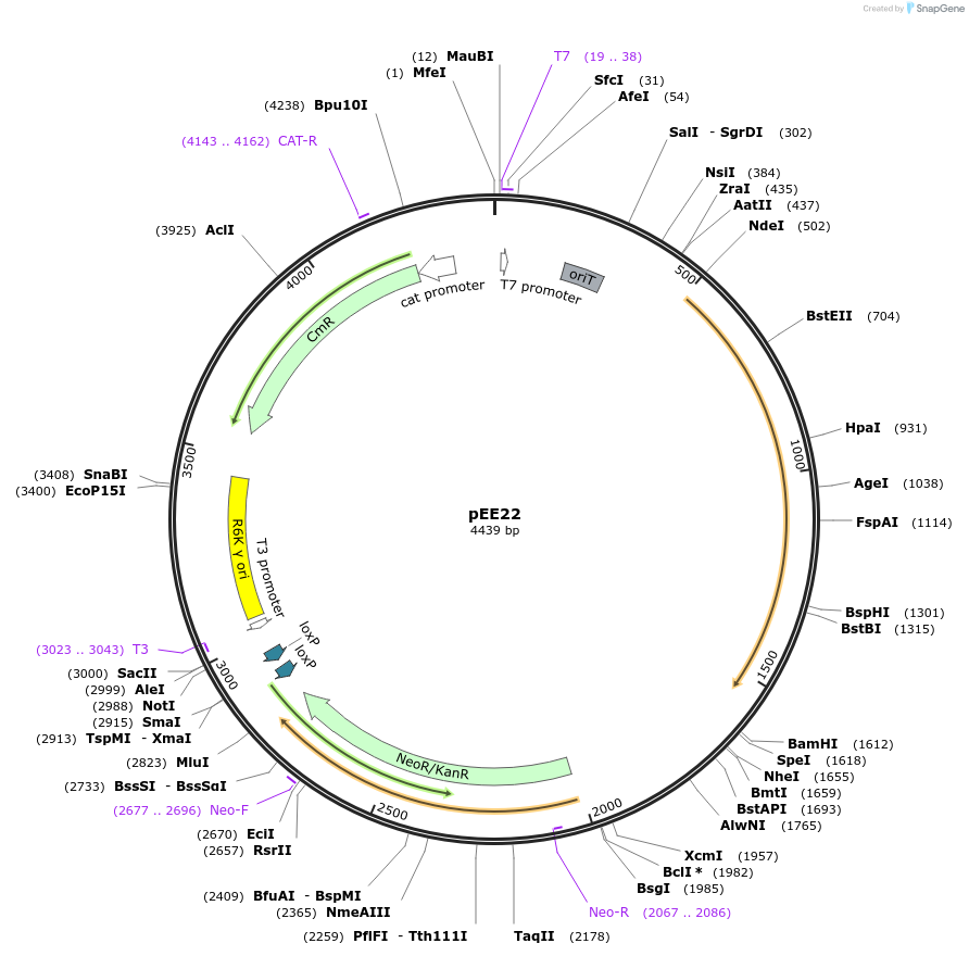 161787-plasmid-map-sequence-id-319594
