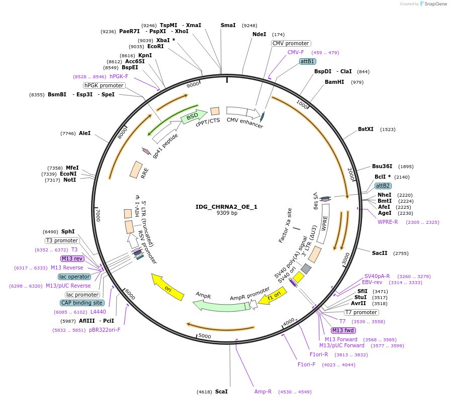161648-plasmid-map-sequence-id-319595