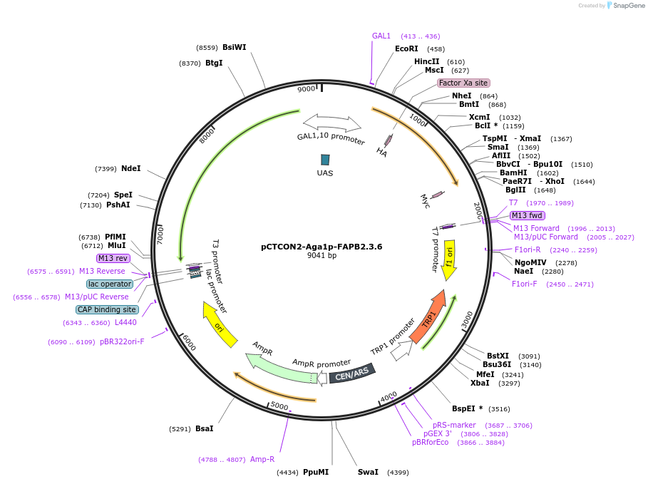 158142-plasmid-map-sequence-id-319614
