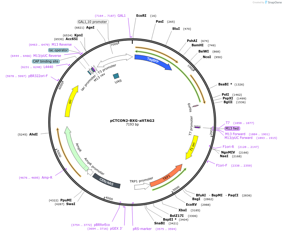 158134-plasmid-map-sequence-id-319615