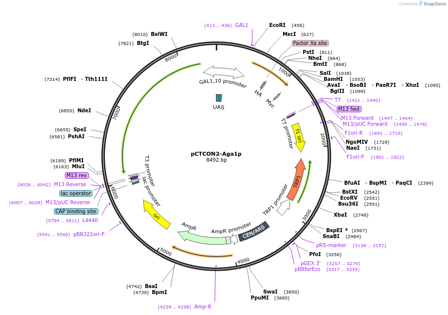 158141-plasmid-map-sequence-id-319617