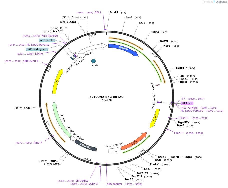 158132-plasmid-map-sequence-id-319618