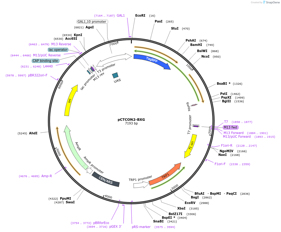 158127-plasmid-map-sequence-id-319619