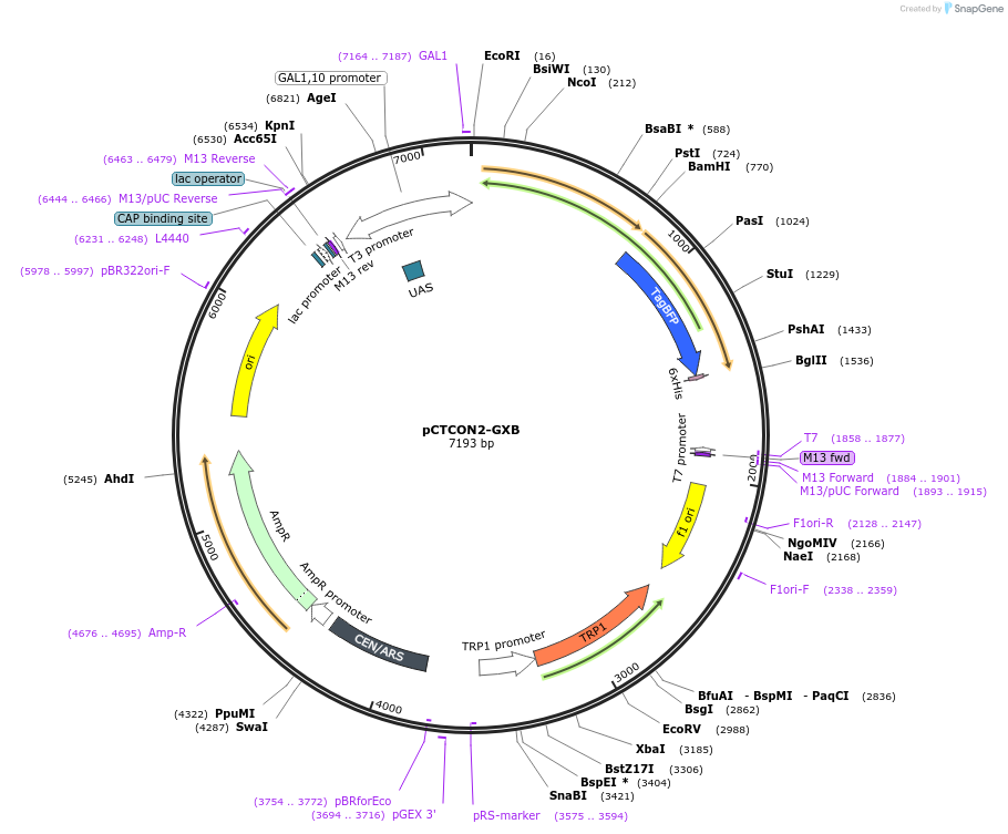 160926-plasmid-map-sequence-id-319620