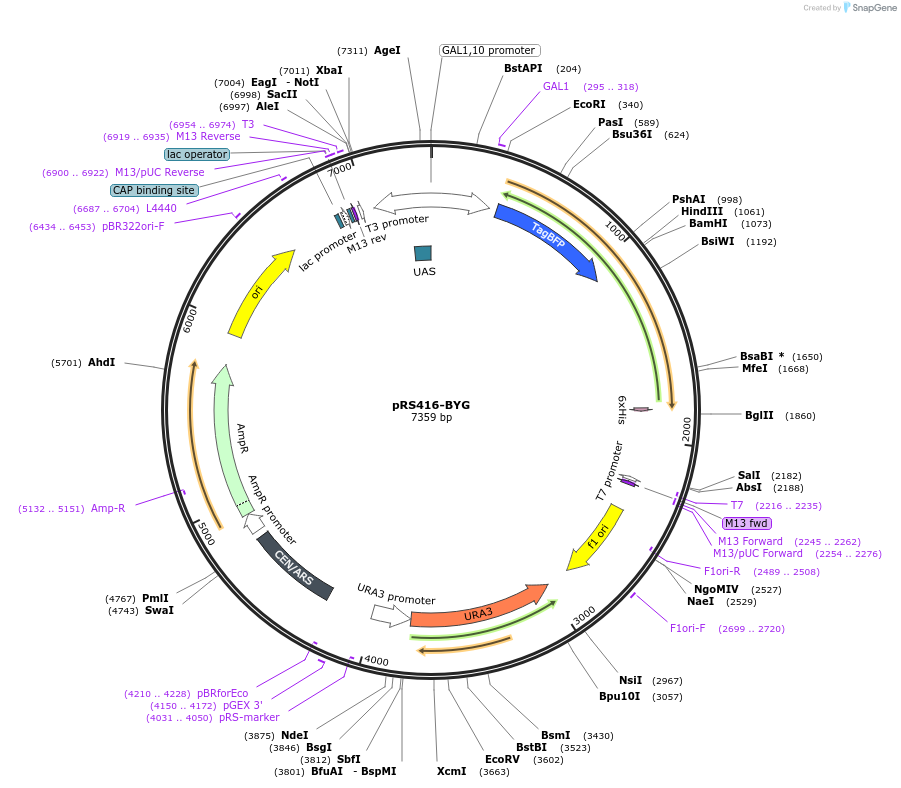 158144-plasmid-map-sequence-id-319621