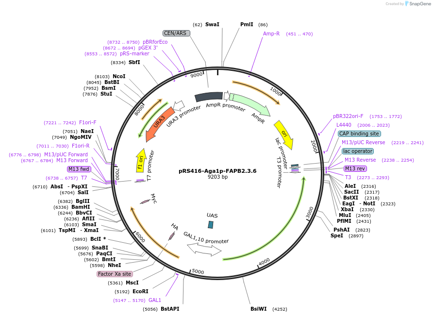 158147-plasmid-map-sequence-id-319622