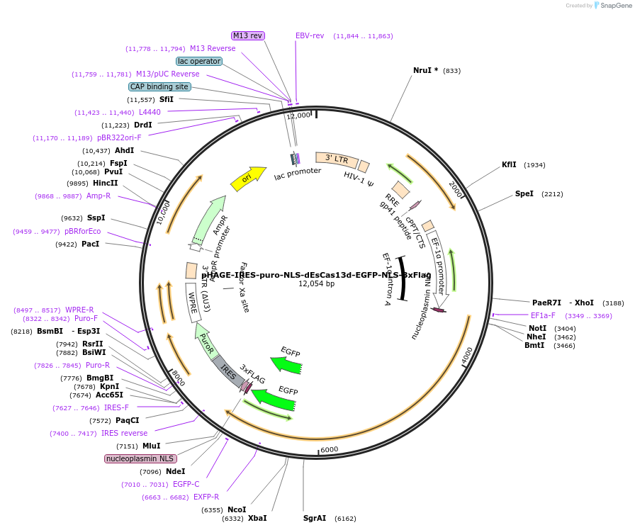 132410-plasmid-map-sequence-id-319626