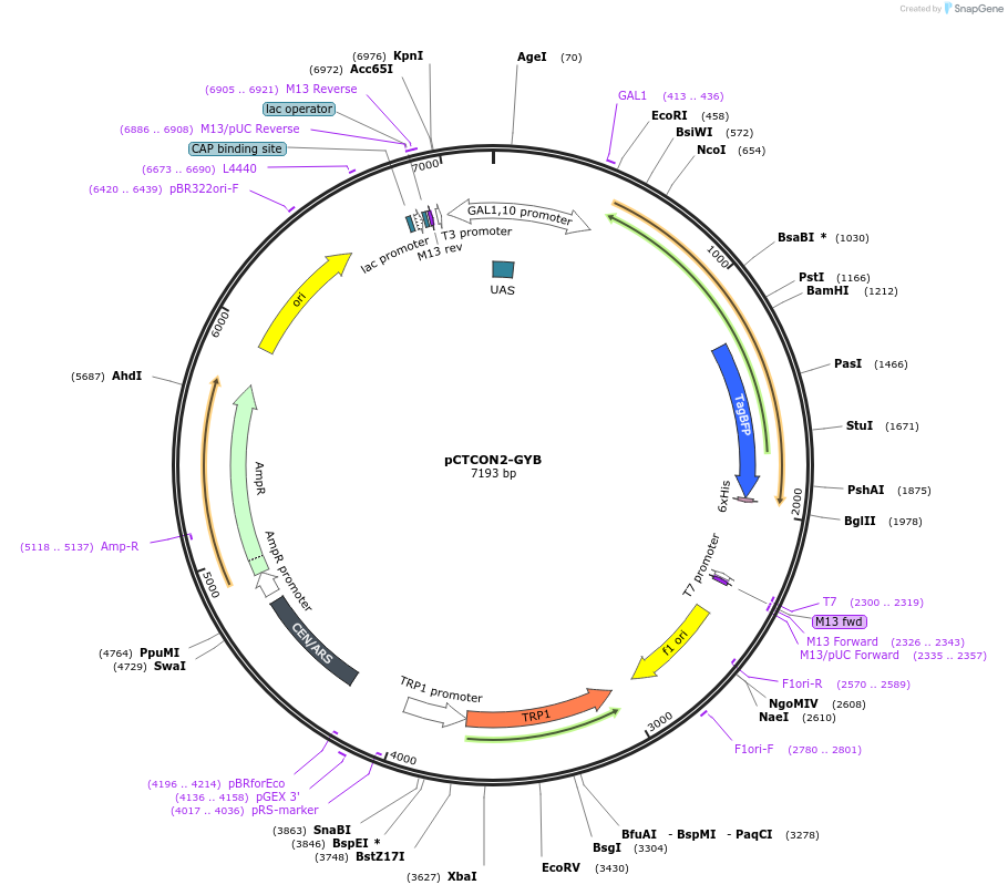 160927-plasmid-map-sequence-id-319643