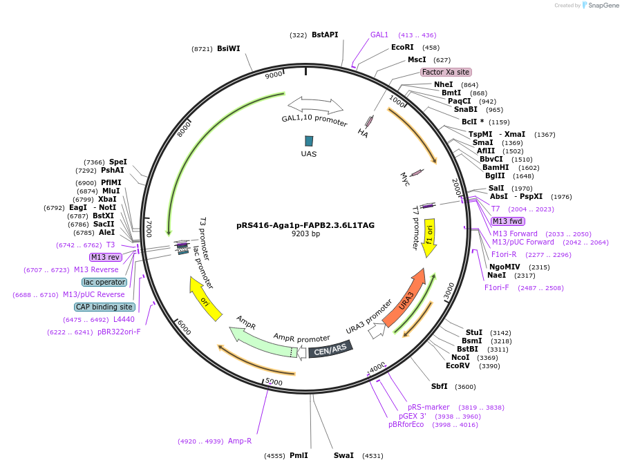 158148-plasmid-map-sequence-id-319645
