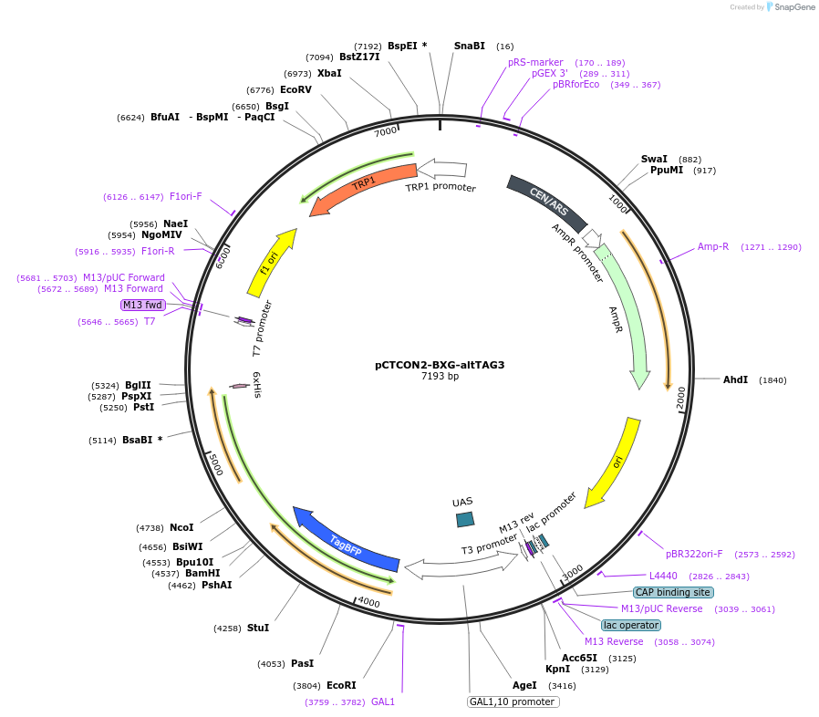 158136-plasmid-map-sequence-id-319651