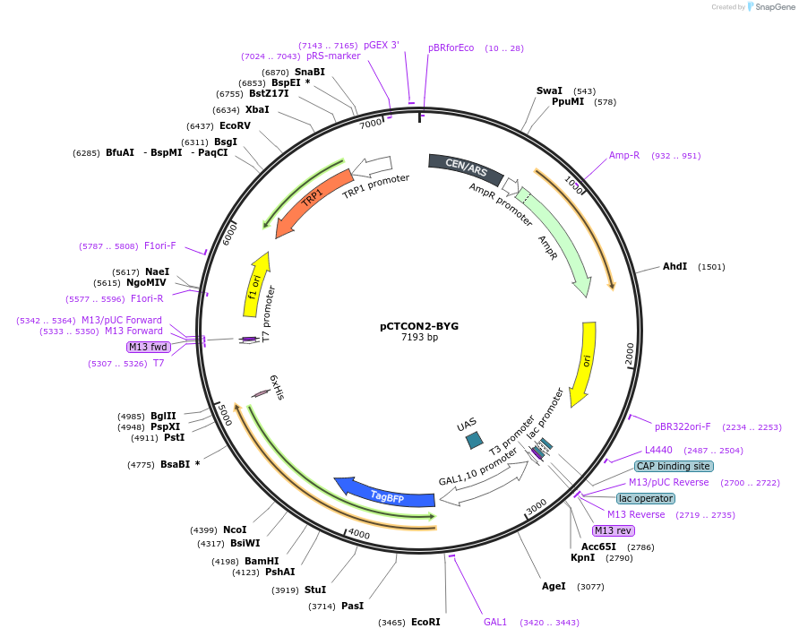 158126-plasmid-map-sequence-id-319653
