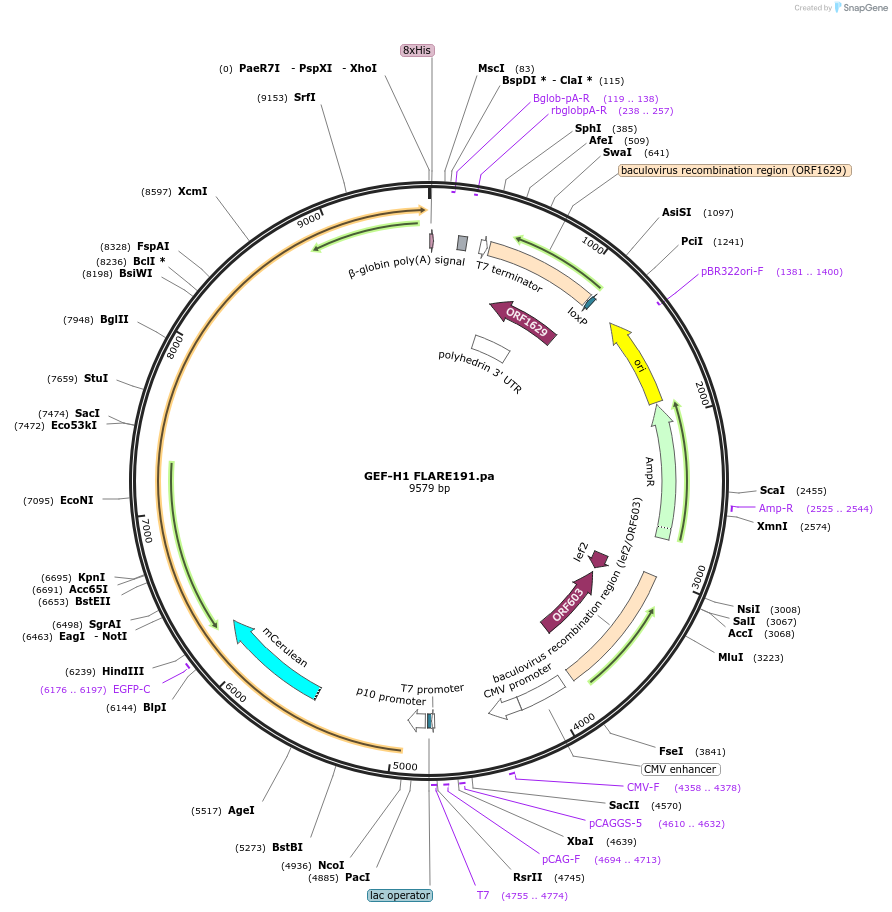 134931-plasmid-map-sequence-id-319656