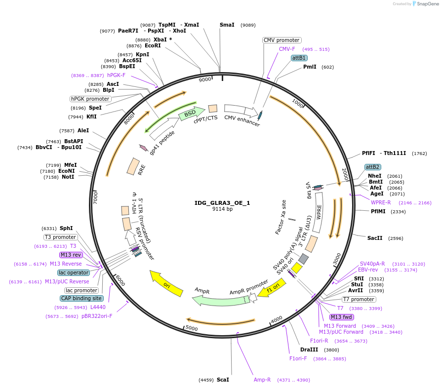 161677-plasmid-map-sequence-id-319660