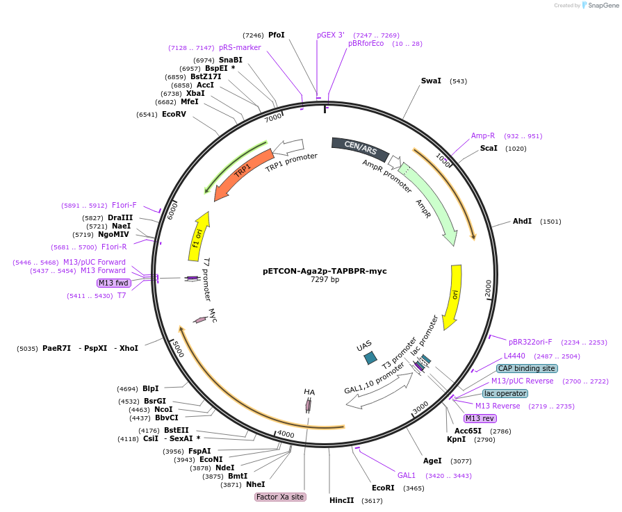 153486-plasmid-map-sequence-id-319667