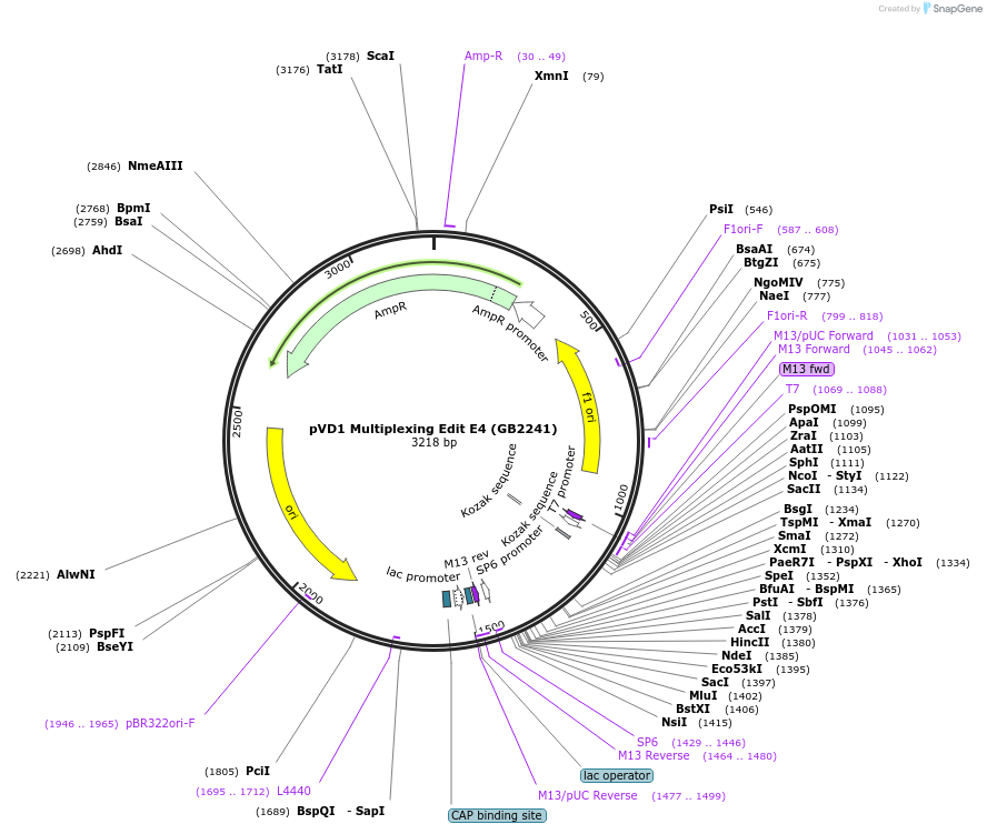 160563-plasmid-map-sequence-id-319674