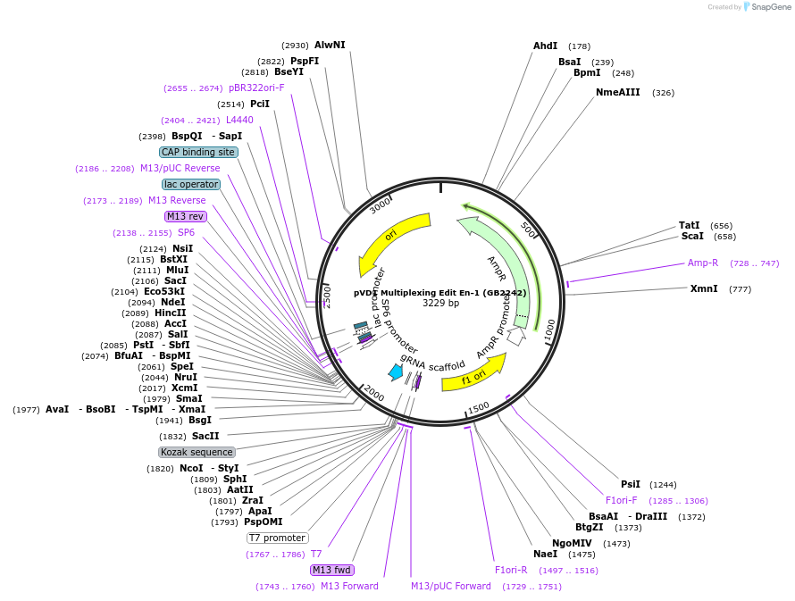 160564-plasmid-map-sequence-id-319675