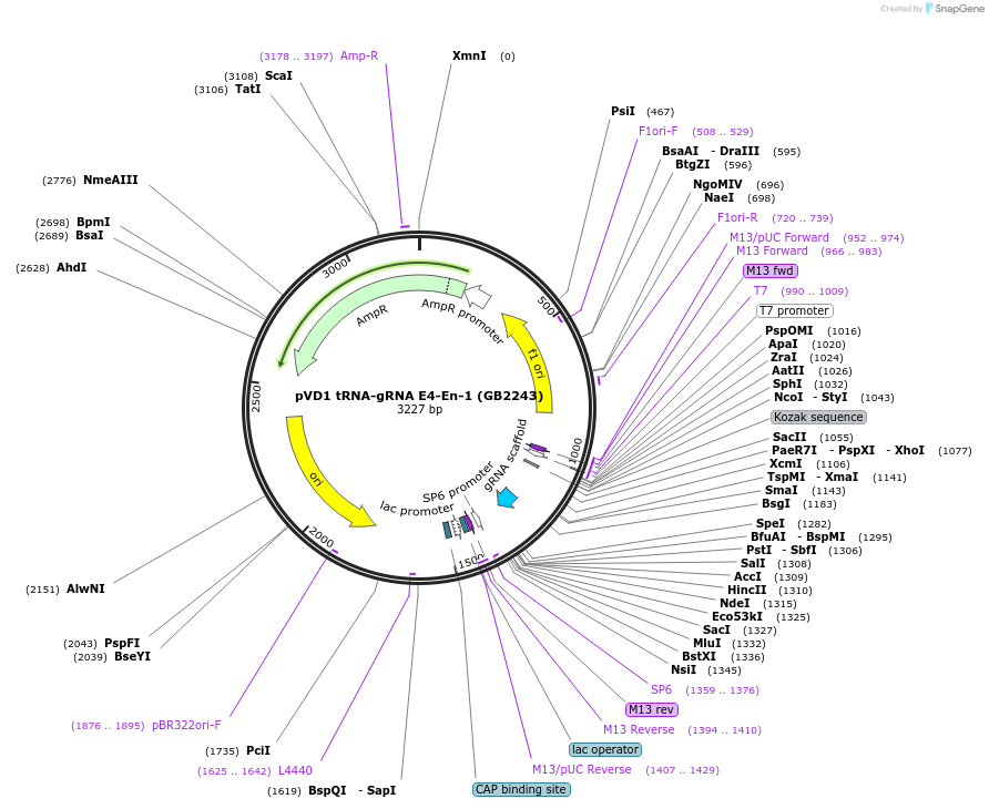 160565-plasmid-map-sequence-id-319679