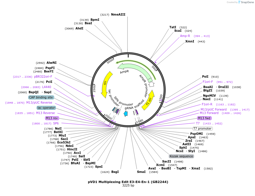 160566-plasmid-map-sequence-id-319680