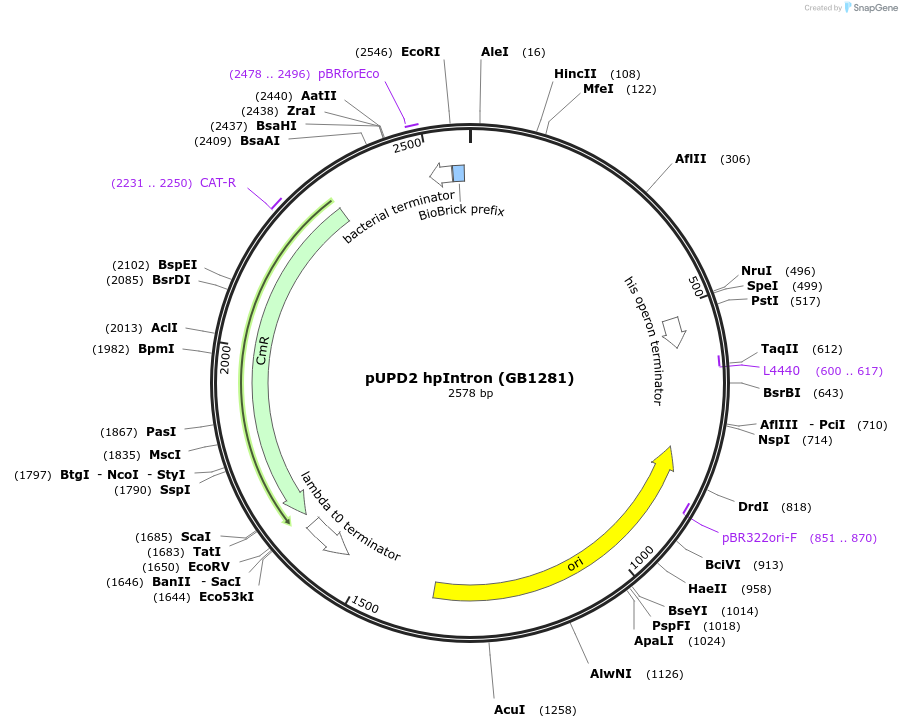 160569-plasmid-map-sequence-id-319684