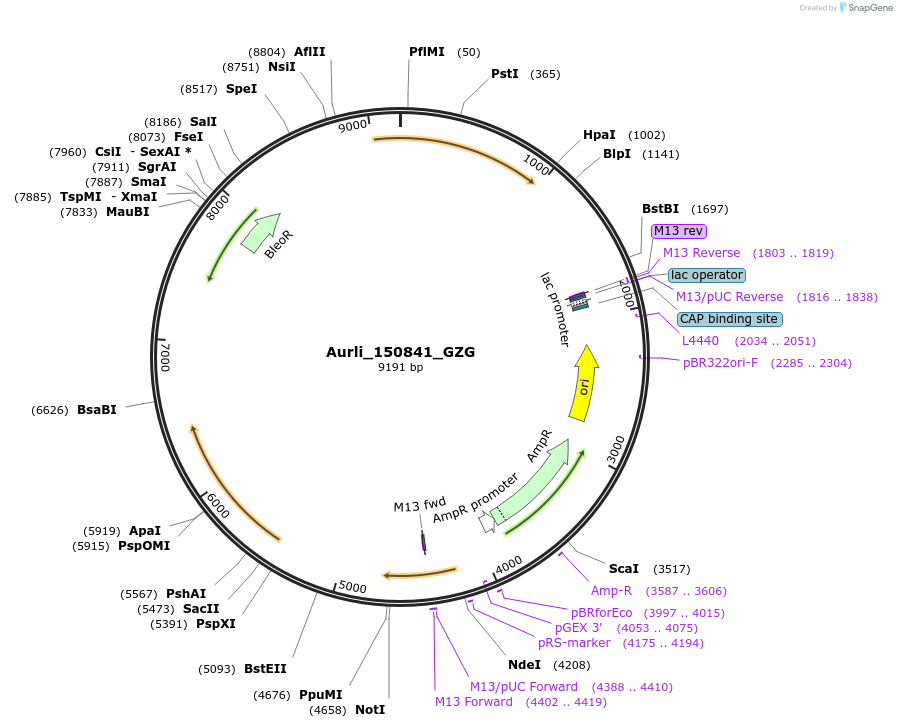 162563-plasmid-map-sequence-id-319701
