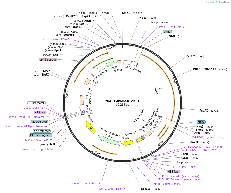 161682-plasmid-map-sequence-id-319709