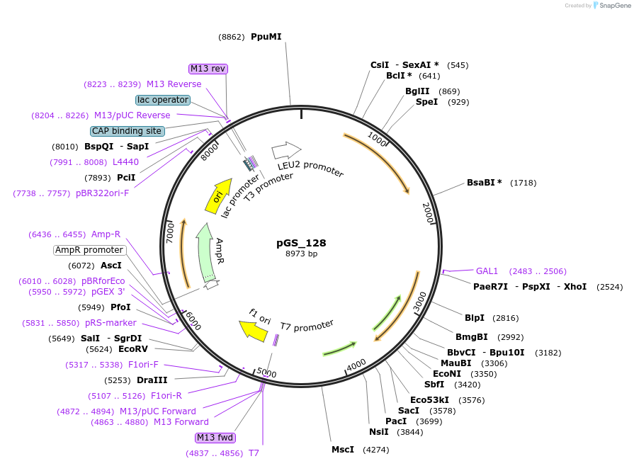 160651-plasmid-map-sequence-id-319714