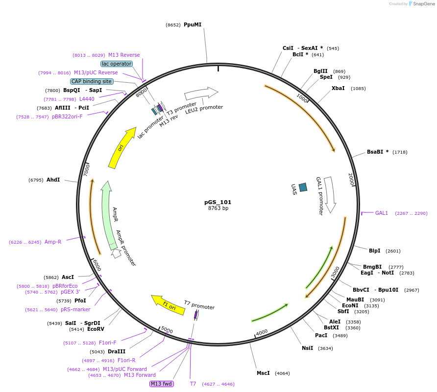 160541-plasmid-map-sequence-id-319716
