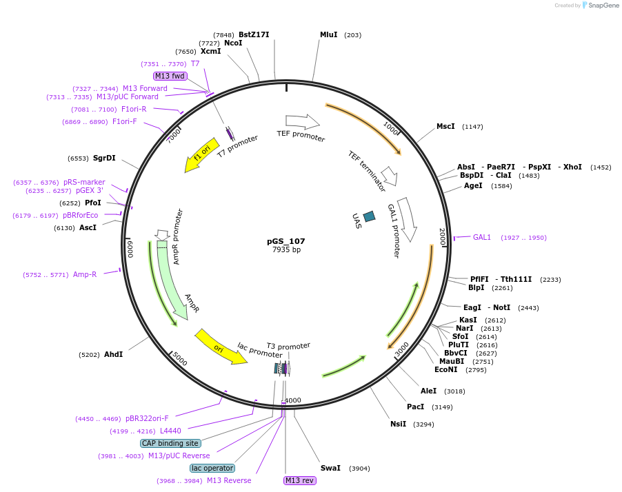 160650-plasmid-map-sequence-id-319719