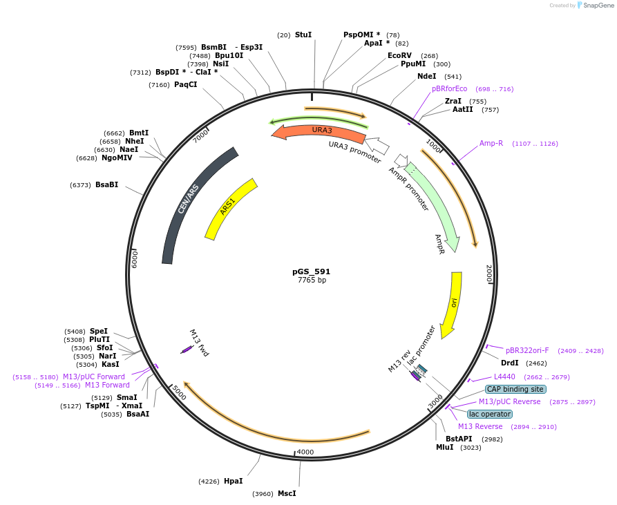 160653-plasmid-map-sequence-id-319721