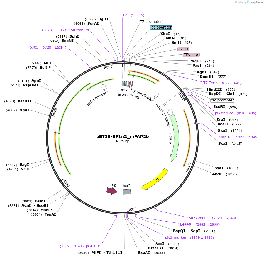 159471-plasmid-map-sequence-id-319723
